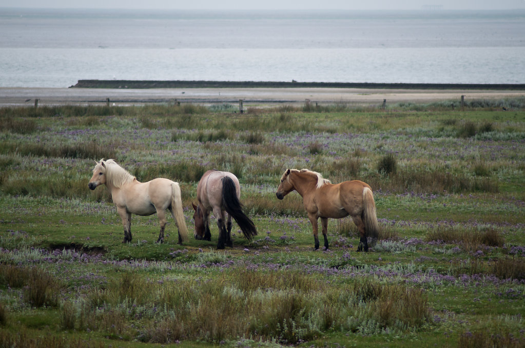 Pferde auf der Salzwiesenkoppel #1